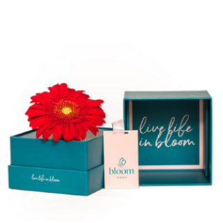 Bloom in a Box - Red Gerbera
